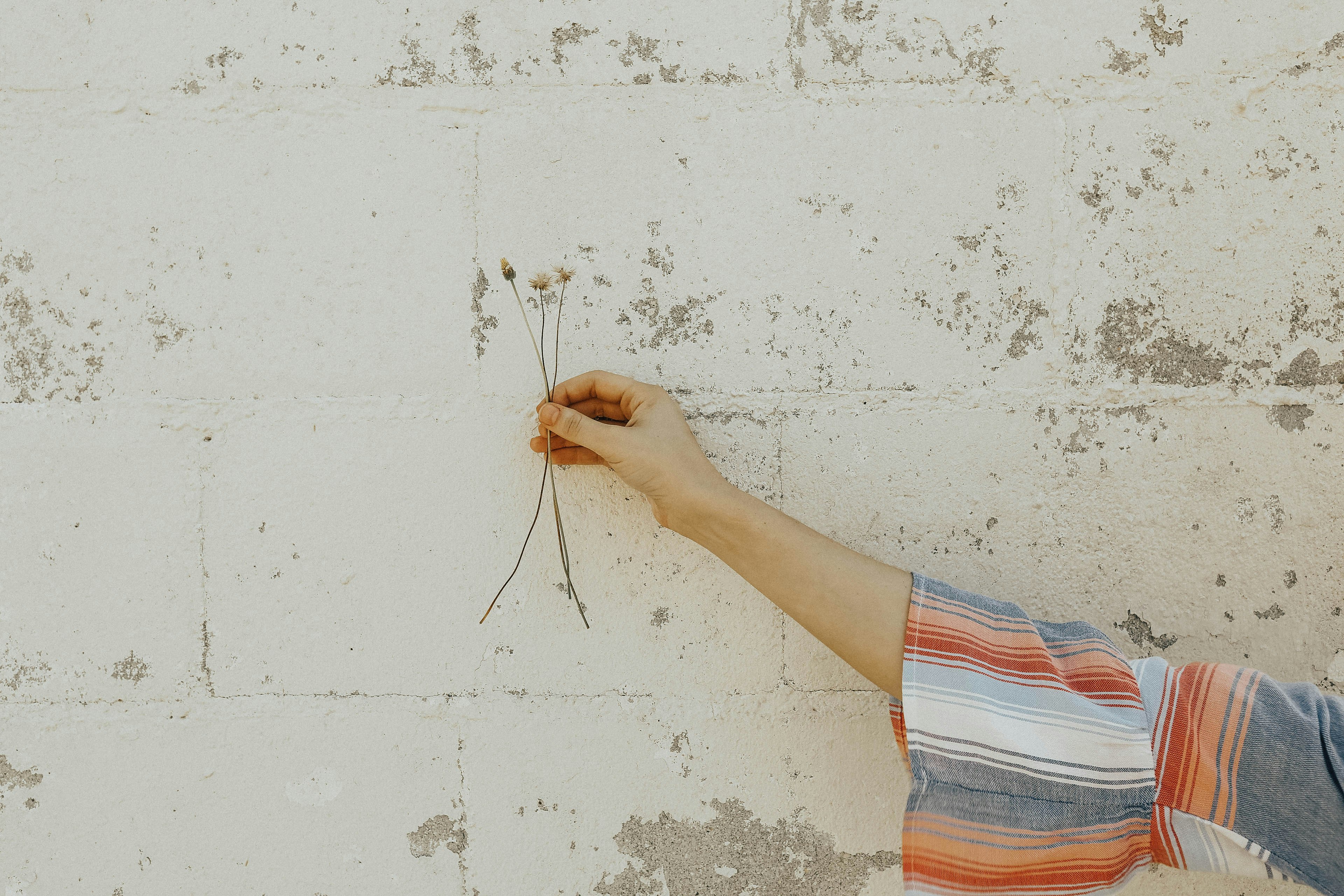 person holding white flower stems